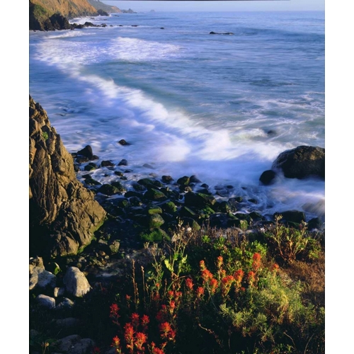 USA, Wildflowers along the California Coast